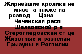 Жирнейшие кролики на мясо, а также на развод. › Цена ­ 500 - Чеченская респ., Шелковской р-н, Старогладовская ст-ца Животные и растения » Грызуны и Рептилии   